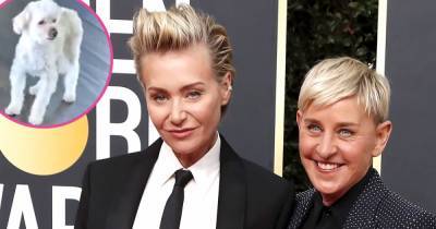 Ellen DeGeneres and Portia de Rossi Mourn Their Beloved Dog Wolf: ‘He Brought Us So Much Love’ - www.usmagazine.com