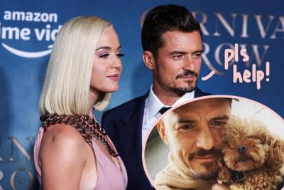 Orlando Bloom Pleads For Help After Beloved Dog Mighty Goes Missing! - perezhilton.com - Britain