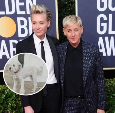 Ellen DeGeneres Reveals Her & Portia de Rossi’s Dog Wolf Has Died — See Her Sweet Tribute - perezhilton.com