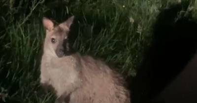 Wally the runaway wallaby found by police after punter's bizarre encounter in Stirling - www.dailyrecord.co.uk - Scotland