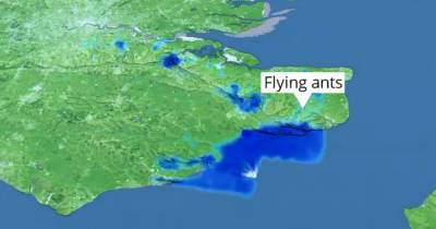 FIFTY MILE swarm of flying ants picked up over UK by radar - www.manchestereveningnews.co.uk - Britain - county Kent - county Sussex - city Kent