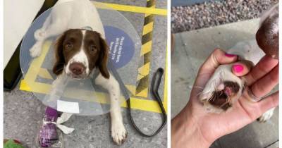 Hamilton dog loses part of paw after horror injury from broken glass - www.dailyrecord.co.uk - Britain
