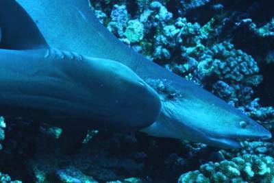 50 Shades of Sharks - www.tvguide.com - French Polynesia