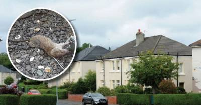 Disgusted neighbours on Paisley street say they are living in rat hell - www.dailyrecord.co.uk