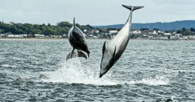 Best places for dolphin spotting around Scotland - www.dailyrecord.co.uk - Scotland