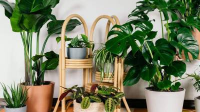 The Best Easy to Manage Houseplants You Can Buy Online - www.etonline.com