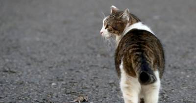 Sick thugs hack cat's tail off and douse another in bleach in Irvine - www.dailyrecord.co.uk - Scotland - city Irvine