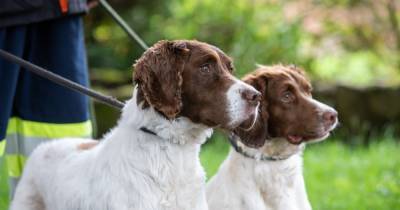These ex-police sniffer dogs help to sniff out cracks in gas pipes - www.manchestereveningnews.co.uk - Britain