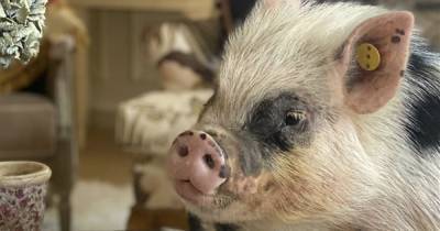 Sir Rod Stewart becomes a pig farmer thanks to wife Penny's new herd - www.dailyrecord.co.uk