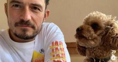 Orlando Bloom announces his missing dog Mighty is dead and gets tribute tattoo - www.msn.com