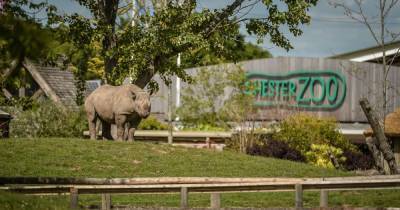 Chester Zoo faces 'worst crisis' in its history as 45 jobs put at risk of redundancy - www.manchestereveningnews.co.uk - county Chester