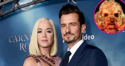 Orlando Bloom and Katy Perry Confirm His Dog Mighty Is Dead After 7-Day Search: ‘We Found His Collar’ - www.usmagazine.com
