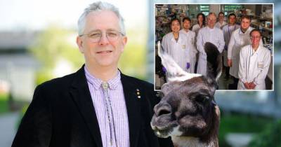 Scots professor leads team who made potential COVID-19 breakthrough using llamas - www.dailyrecord.co.uk - Scotland - Texas - Centre - Manchester - county Dallas
