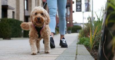 The pet-friendly Manchester apartments putting residents' wellbeing at the forefront - www.manchestereveningnews.co.uk - Manchester