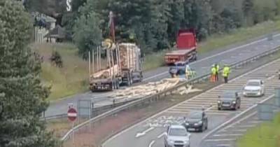 Major disruption on M9 after wood falls from lorry sparking lane closures - www.dailyrecord.co.uk - Scotland