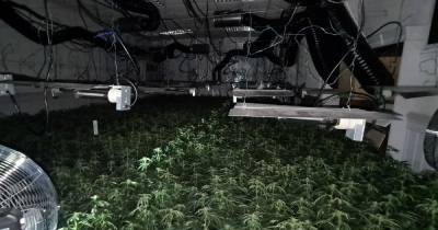 The MASSIVE £1.2m cannabis farm with a staggering 3,000 plants found in police raid - www.manchestereveningnews.co.uk - Manchester