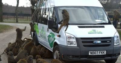 Baboons ‘armed with knives by visitors’ wreak havoc on cars at safari park - www.dailyrecord.co.uk