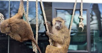 Knowsley Safari Park baboons 'armed with knives and screwdrivers' - or are they? - www.manchestereveningnews.co.uk - Manchester