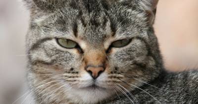 Pet cat first animal in UK to test positive for coronavirus - www.manchestereveningnews.co.uk - Britain