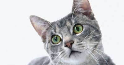 Government on what every pet owner should now do after cat tests positive for coronavirus - www.manchestereveningnews.co.uk - Britain