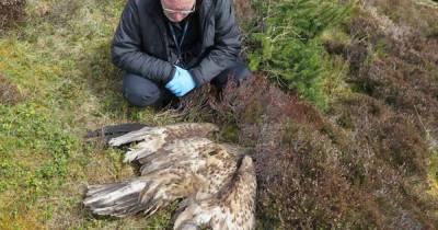 Cops probe 'vicious' poisoning of rare and graceful Scots eagle - www.dailyrecord.co.uk - Scotland