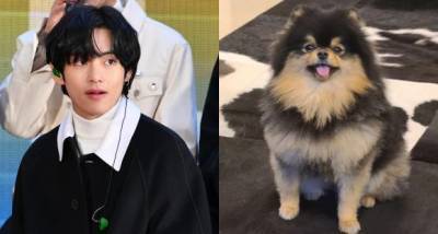 BTS member V treats ARMY by sharing adorable snaps of his pet dog Yeontan proving Tannie has his own fandom - www.pinkvilla.com - Britain - South Korea