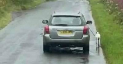 Sickening footage shows dog forced to run alongside owners car on Fife road - www.dailyrecord.co.uk