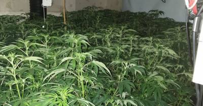 Over 250 cannabis plants found at huge farm hidden inside home in Wigan - www.manchestereveningnews.co.uk - county Oldham