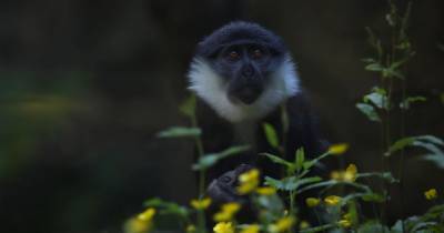 Edinburgh Zoo lockdown baby joy as keepers capture first picture of adorable little monkey - www.dailyrecord.co.uk - Congo