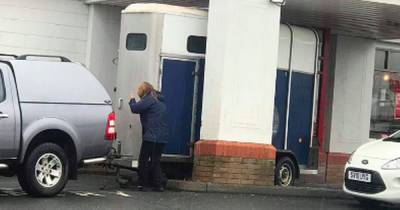 Neigh luck as horse box gets stuck in Scots KFC drive-thru - www.dailyrecord.co.uk - Scotland