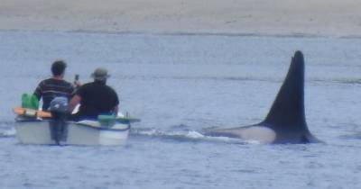Pod of killer whale surprise two fishermen in tiny boat off coast of Shetland - www.dailyrecord.co.uk