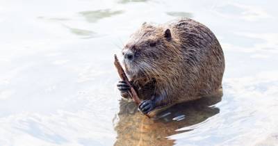 Rescued beavers chucked out of Scotland after rehoming site stopped accepting new animals - www.dailyrecord.co.uk - Scotland