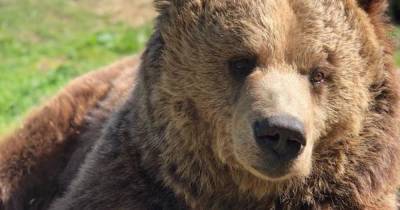 Five Sisters Zoo rescue bear dies after being rescued from travelling circus - www.dailyrecord.co.uk - France - Scotland