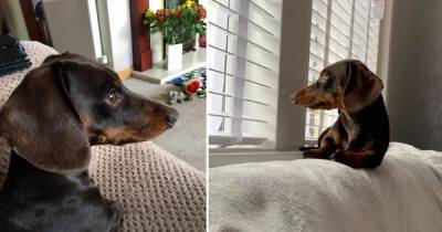 Missing Kilmarnock dog Dave the dachshund 'spotted' as search enters second week - www.dailyrecord.co.uk
