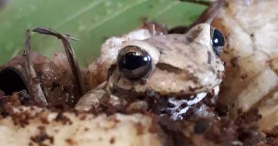 Stunned Asda workers find frog hiding inside bunch of bananas after 5,000-mile journey - www.dailyrecord.co.uk - Colombia