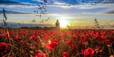 The White Cliffs of Dover are covered in wildflowers — and the pictures are breathtaking - www.msn.com