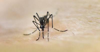 China has case of deadly dengue fever reported on same day bubonic plague found - www.dailyrecord.co.uk - China