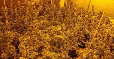 Police find £16,000 worth of cannabis, weapons and cash in a house in north Manchester - www.manchestereveningnews.co.uk - Centre - Manchester - county Page