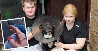 Couple terrified as vicious dog bites beloved pet in 20 minute horror attack - www.dailyrecord.co.uk - county Wilson
