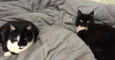 Perthshire cat siblings reunited with owners after going missing for three years - www.dailyrecord.co.uk