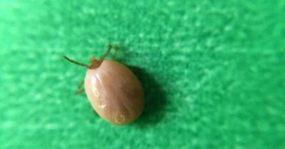 UK tick warning as two people hospitalised after contracting rare infections - www.manchestereveningnews.co.uk - Britain