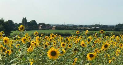 The beautiful sunflower field that's brightening up days out at this National Trust site - www.manchestereveningnews.co.uk