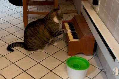 Cleve cat plays piano to tell his owner when he’s hungry - nypost.com - city Philadelphia