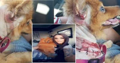 Coatbridge dog owner's horror as tiny pooch is mauled by savage Staffie - www.dailyrecord.co.uk