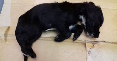 Two Spaniel puppies left dying alone on Scots roadside thought to be from illegal puppy farm - www.dailyrecord.co.uk - Scotland