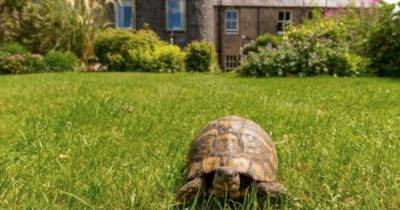 Edinburgh house for sale comes with 70-year-old resident tortoise in garden - www.dailyrecord.co.uk