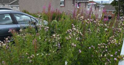 South Lanarkshire Councillor brands own ward "slum" in grass cutting row - www.dailyrecord.co.uk