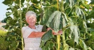 Widow overjoyed as nine-foot-tall sunflowers grow in late husband’s vegetable patch - www.msn.com