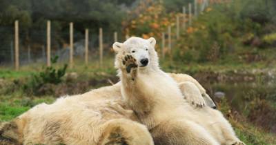 Hamish the polar bear set to be moved from Scottish home to England - www.dailyrecord.co.uk - Britain - Scotland