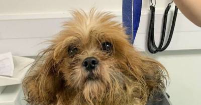 Cruel owners hunted after starving dog tossed from moving car while second found with huge tumour - www.dailyrecord.co.uk - Birmingham